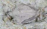 Blastoid (Pentremites) Fossil - Illinois #20871-1